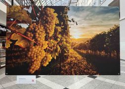 Charity Auktion Zur Fotoausstellung In Der Goethe Galerie In Jena 2026 022